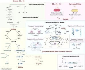 Carbon-negative bio-production of short-chain carboxylic acids (SCCAs) from syngas via the sequential two-stage bioprocess by Moorella thermoacetica and metabolically engineered Escherichia coli