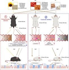 Polysaccharides from Lycium barbarum, yam, and sunflower ameliorate colitis in a structure and intrinsic flora-dependent manner