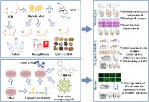 Jia Wei Qingxin Lotus Seed Drink ameliorates epithelial mesenchymal transition injury in diabetic kidney disease via inhibition of JMJD1C/SP1/ZEB1 signaling pathway