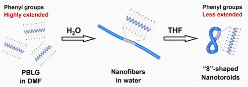 Homochiral “8″-shaped nanotoroids assembled from polypeptides