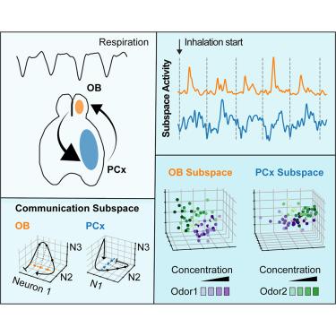 Communication subspace dynamics of the canonical olfactory pathway