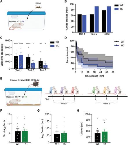 Adult Neurogenesis and the Initiation of Social Aggression in Male Mice