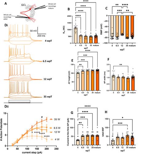 Egr1 Expression Is Correlated With Synaptic Activity but Not Intrinsic Membrane Properties in Mouse Adult-Born Dentate Granule Cells