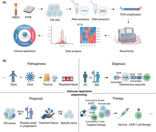 Immune repertoire profiling in myasthenia gravis