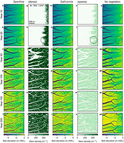 Dense vegetation hinders sediment transport toward saltmarsh interiors