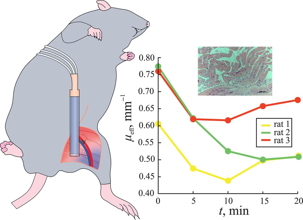 Feasibility of Monitoring Tissue Properties During Microcirculation Disorder Using a Compact Fiber-Based Probe With Sapphire Tip