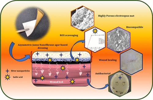 Asymmetric Janus Nanofibrous Agar-Based Wound Dressing Infused with Enhanced Antioxidant and Antibacterial Properties