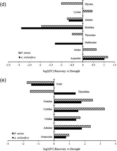 Differential physiological and metabolic responses to drought stress and post-stress recovery for annual bluegrass and creeping bentgrass