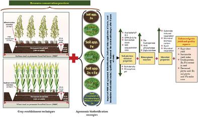 Short-Term Benefits of Tillage and Agronomic Biofortification for Soybean–Wheat Cropping in Central India