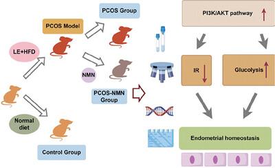 Nicotinamide Mononucleotide Improves Endometrial Homeostasis in a Rat Model of Polycystic Ovary Syndrome by Decreasing Insulin Resistance and Regulating the Glylytic Pathway