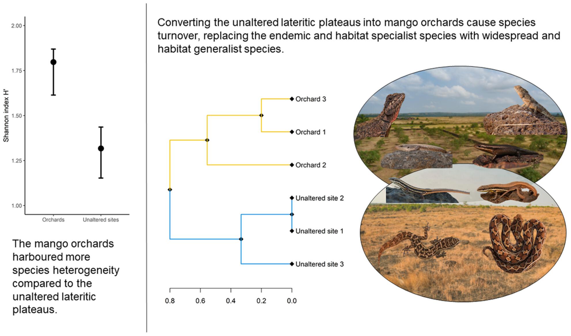 More the merrier? influence of mango orchards on the composition of the reptile communities of the lateritic plateaus, Maharashtra, India