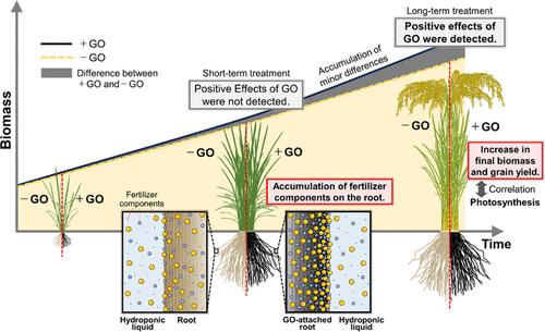 Effects of Prolonged Graphene Oxide Treatment on Biomass Production and Grain Yield in Hydroponically Grown Rice