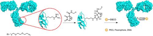 A Diketopinic Reagent for the Reversible Bioconjugation to Arginine Residues on Native Antibodies