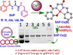 Synthesis and DNA cleavage studies of rationally designed metallopeptides from N-salicyl-AA-picolamide (SAP) and Cu(ii) ions†