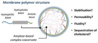 Control over membrane fluidity and biophysical properties of synthetic terpolymer stabilized complex coacervates†