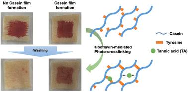 Sustainable and durable color cosmetics: riboflavin phosphate-mediated photo-crosslinked casein films with tannic acid†