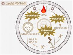 Simultaneous inhibition of heat shock proteins and autophagy enhances radiofrequency ablation of hepatocellular carcinoma†