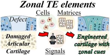 Strategies to engineer articular cartilage with biomimetic zonal features: a review†