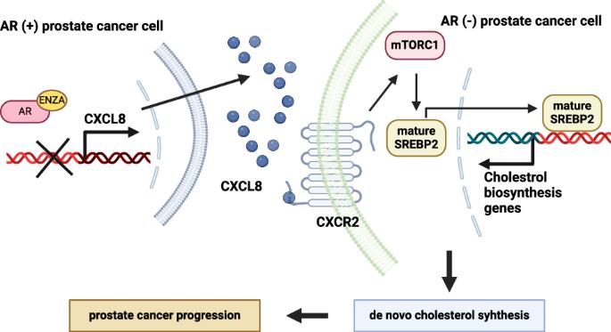 Androgen-ablative therapies inducing CXCL8 regulates mTORC1/SREBP2-dependent cholesterol biosynthesis to support progression of androgen receptor negative prostate cancer cells