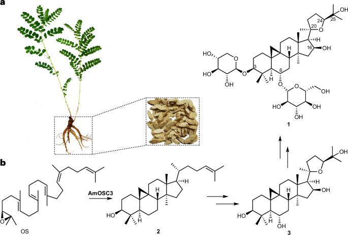 Total biosynthesis of the medicinal triterpenoid saponin astragalosides