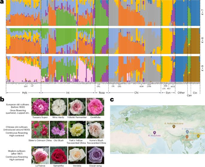 Unravelling the complex origin and breeding history of modern roses