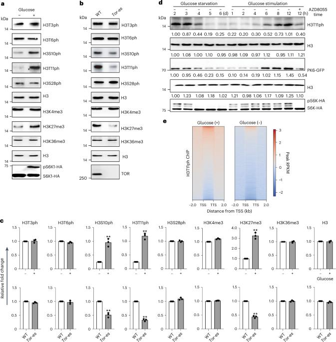 Nuclear-localized pyruvate kinases control phosphorylation of histone H3 on threonine 11