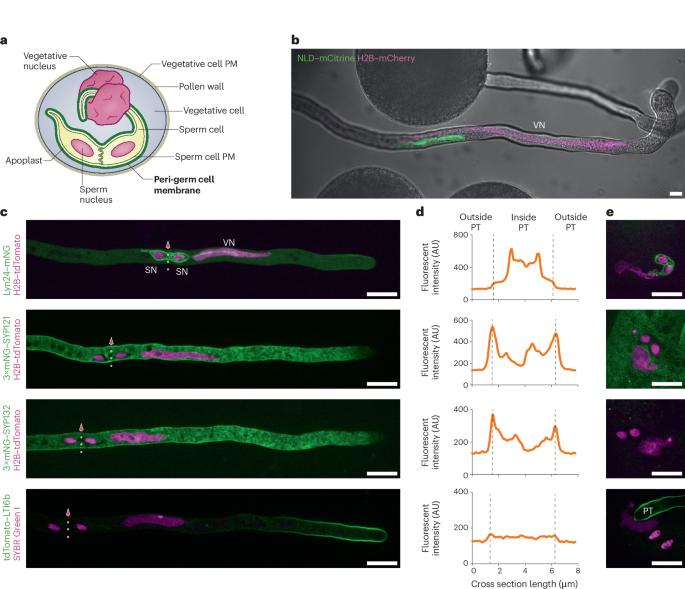 The peri-germ cell membrane: poorly characterized but key interface for plant reproduction