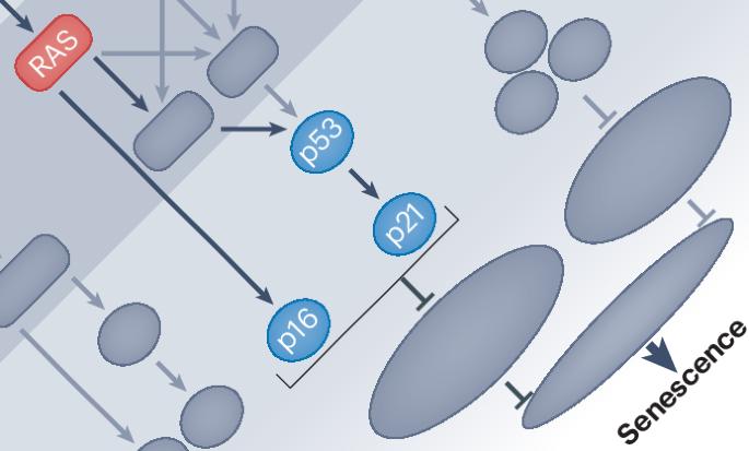 The discovery of oncogene-induced senescence