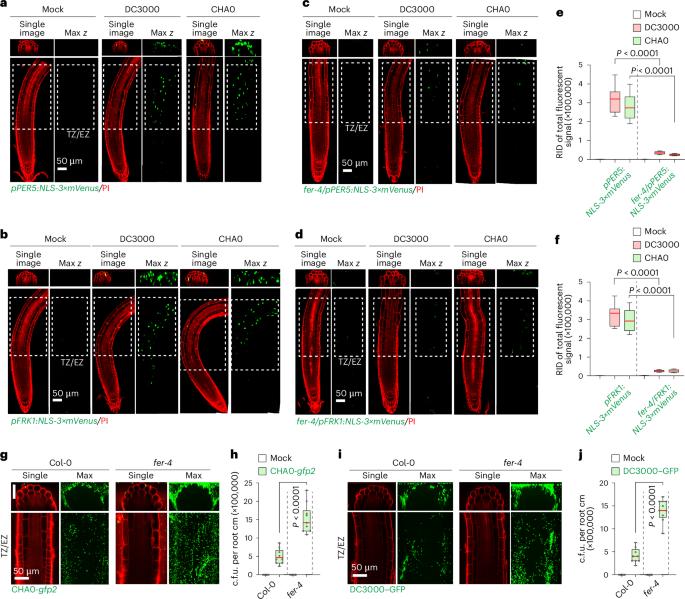 Regulated cleavage and translocation of FERONIA control immunity in Arabidopsis roots