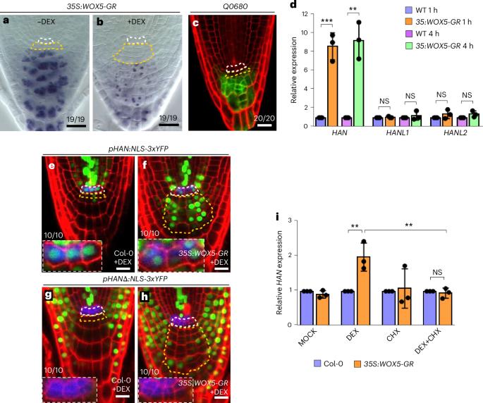 A coherent feed-forward loop in the Arabidopsis root stem cell organizer regulates auxin biosynthesis and columella stem cell maintenance