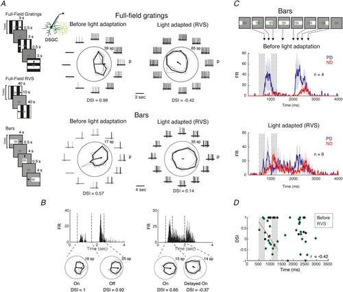 A new role for excitation in the retinal direction-selective circuit