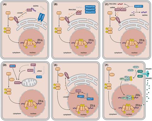 The prototypical interferonopathy: Aicardi-Goutières syndrome from bedside to bench