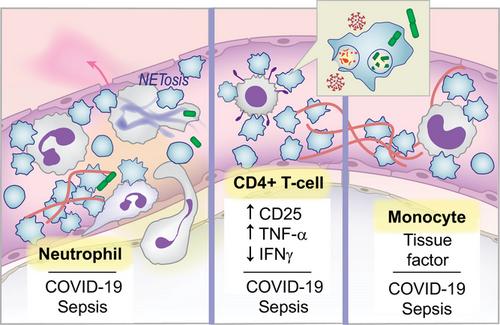 The role of platelets and megakaryocytes in sepsis and ARDS