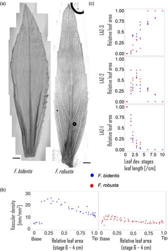 Transcriptome dynamics in developing leaves from C3 and C4 Flaveria species