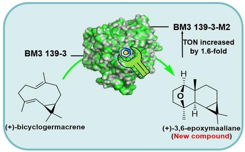 (+)-3,6-Epoxymaaliane: A Novel Derivative of (+)-Bicyclogermacrene Oxidation Catalyzed by CYP450 BM3-139-3 and Its Variants