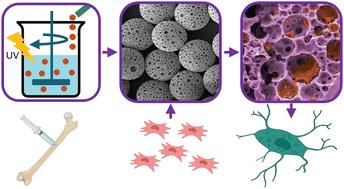 Highly porous polycaprolactone microspheres for skeletal repair promote a mature bone cell phenotype in vitro†