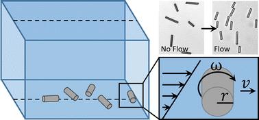 Rolling and ordering of micro rods in shear flow induced by rod wall interactions†