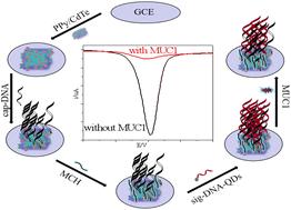 Highly sensitive electrochemical biosensor for MUC1 detection based on DNA-functionalized CdTe quantum dots as signal enhancers