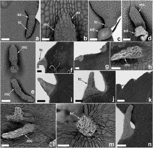 Micromorphology of the leaf structures of Aronia Medik. and Pourthiaea Decne (Rosaceae)