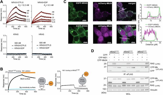 Inhibition and degradation of NRAS with a pan-NRAS monobody