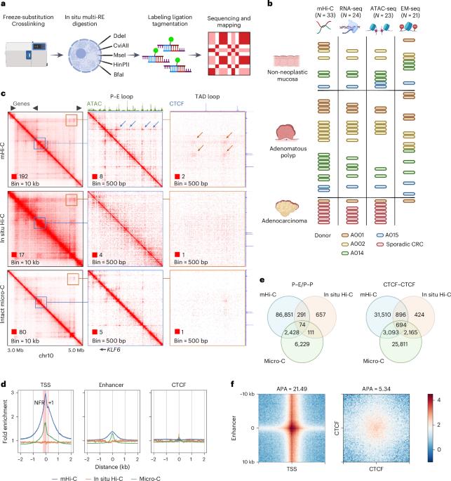 Global loss of promoter–enhancer connectivity and rebalancing of gene expression during early colorectal cancer carcinogenesis