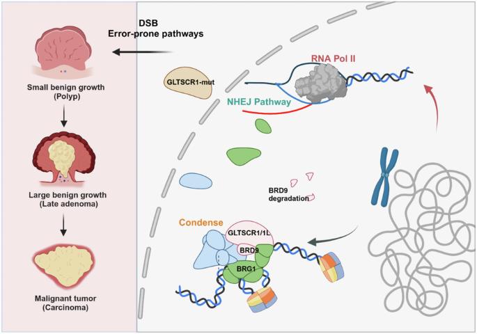 GLTSCR1 deficiency promotes colorectal cancer development through regulating non-homologous end joining