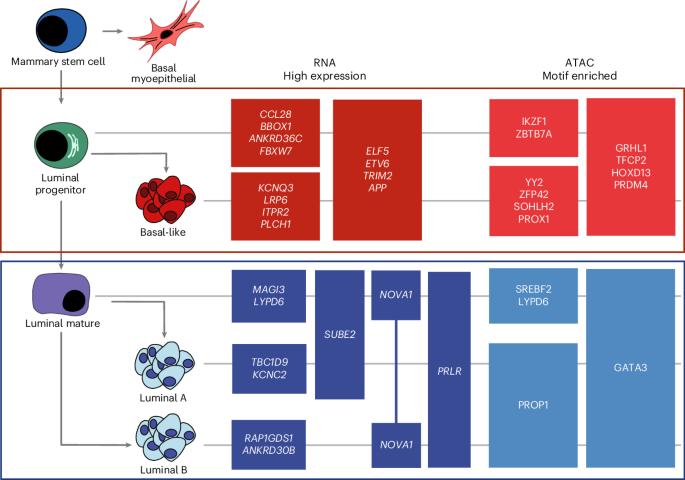 Defining the transcriptional lineages of breast cancer subtypes