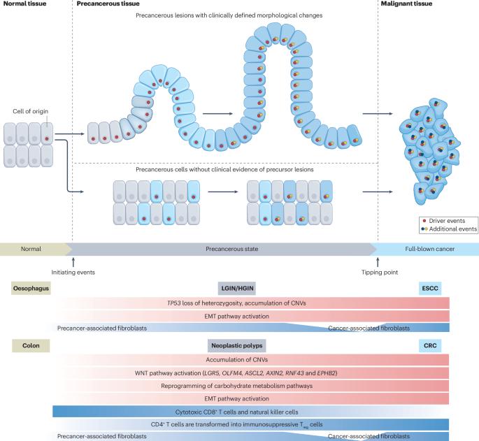 Emerging strategies to investigate the biology of early cancer