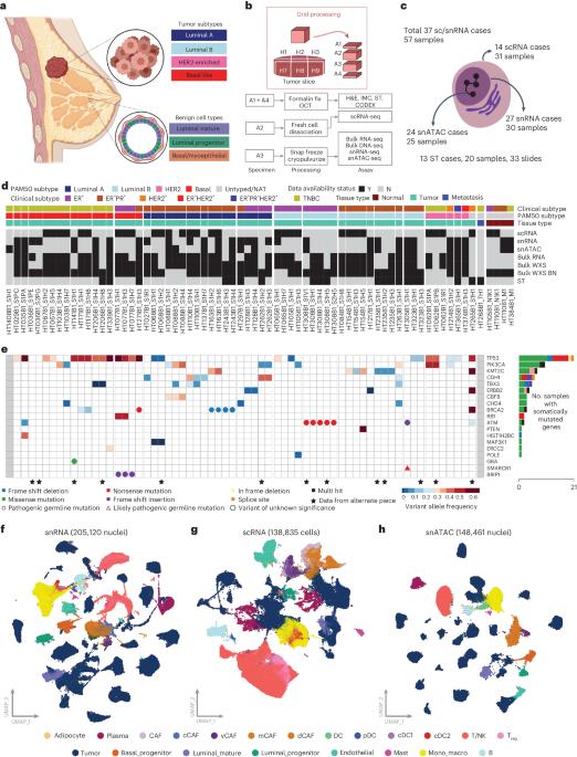 Differential chromatin accessibility and transcriptional dynamics define breast cancer subtypes and their lineages