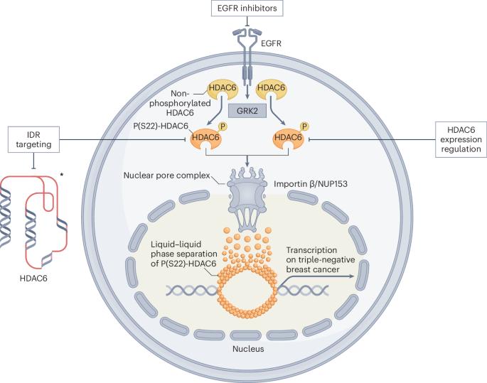 Phase separation rewires chromatin in breast cancer