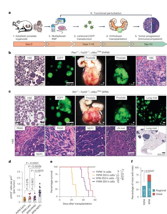 The neuroendocrine transition in prostate cancer is dynamic and dependent on ASCL1