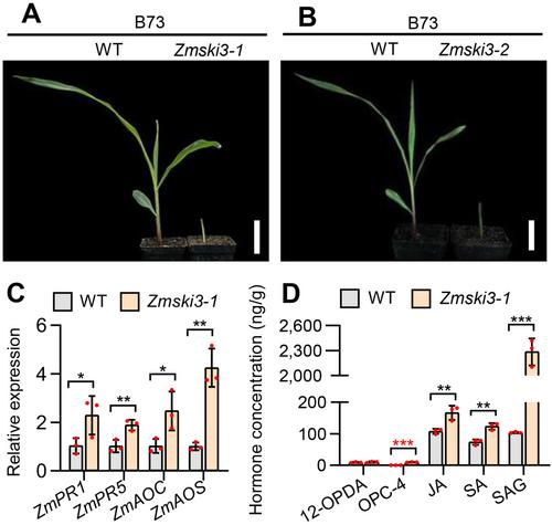 Regulation of maize growth and immunity by ZmSKI3-mediated RNA decay and post-transcriptional gene silencing