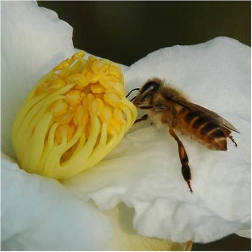 Why is pollen in Camellia oleifera inedible to honeybees?