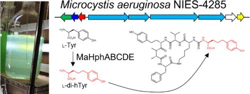 Doubly Homologated Tyrosine-Containing Peptides from the Cyanobacterium Microcystis aeruginosa NIES-4285 and Their Biosynthesis